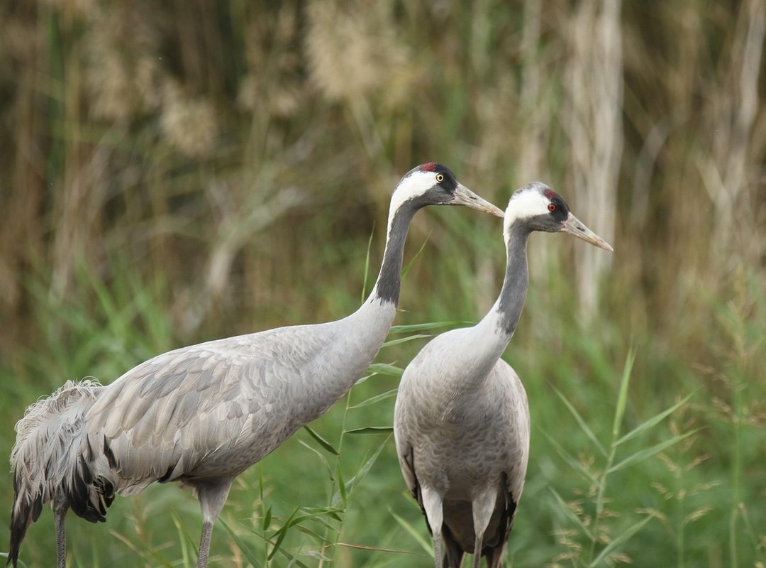 Ingredients Sadatoaf