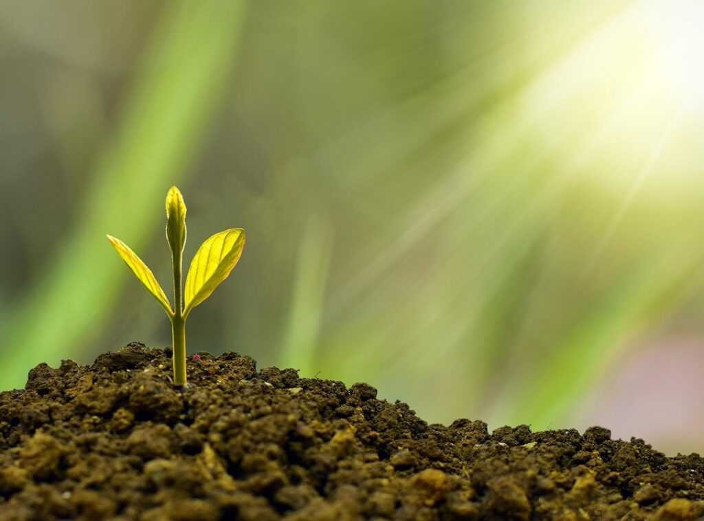 sustainable living insights